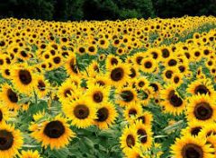 what color is the sunflower