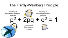 Hardy-Weinberg model/equation