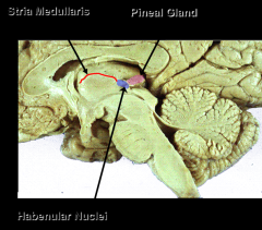 pineal gland 
haenular nuclei 
stria medullaris