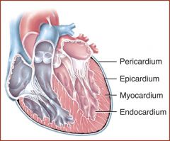 The Myocardium is the middle layer of the heart's walls. It is composed of cardiac muscle and serves a few functions:
 - provides a scaffolding for the heart's chambers
 - assists with the contraction/relaxation of cardiac muscle

 - conducts elec...
