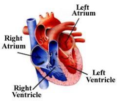 The Heart contains 4 Chambers:
 - 2 Upper Chambers known as the RIGHT and LEFT Atria
 - 2 Lower Chambers, known as the RIGHT and LEFT Ventricles
**The heart can be thought of as "right and left" pumps or even "top and bottom" pumps.