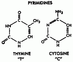 *Single ringed structure
 
*Thymine
 
*Cytosine