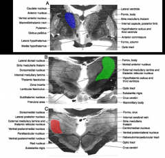 ventral anterior (purple)
ventral lateral (green)
ventral posterior (red)