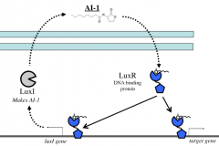 LuxI would secret an AI-1 molecule, a large hydrophobic and small molecule that is able to get across porins and inner membrane and can get into the cytoplasm

Once AI-1 in cytoplasm, it will bind to LuxR which is a DNA binding protein

The LuxR-...