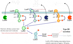 If there are no autoinducers being synthesized, LuxN, LuxP & Lux Q and CscQ with have phosphorylation, using ATP, its component regulatory system 

Which will phosphorylate LuxU

Which will phosphorylate LuxO

Which will produce small RNAs

Whic...