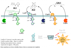If there is AI-1 produced by LuxM, LuxN will not phosphorylate its complement system

If there is AI-2 produced by LuxS, LuxP & LuxQ will not phosphorylate its complement system

If there is CAI-1 produced by CqsA, CqsS will not phosphorylate its...