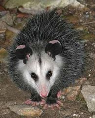 Southern Opossum