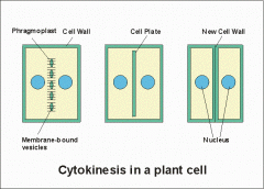 a.	Involved in forming the cell plate during mitosis