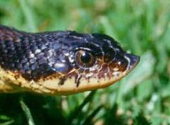 Eastern Hognose snake