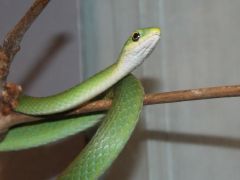 Rough Green Snake