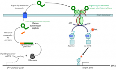 Mature autoinducer peptide will be transcribed and translated  

It will export by a membrane transporter and get detected by a histamine kinase on the inner membrane

Using ATP, it will active a response receptor by phosphorylation 

This compl...