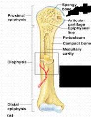 Diaphysis (shaft)
Epiphysis
Periosteum
Endosteum
Articular Cartilage
Red/Yellow Marrow