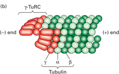 Complex of proteins in the pericentriolar space that provides nucleating sites for MTs, includes gamma tubulin monomers along with other proteins 

Binds to alpha end (minus end) which allows beta end (plus end) to grow 