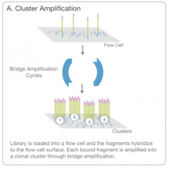 2. Cluster Generation
- library (sequencing templates) loaded into a flow cell
- hybridization of fragments to complementary oligos (surface-bound)
- bridge (solid-phase) amplification of each fragment into distinct, clonal clusters of 1000 identi...