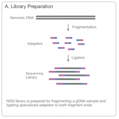 1. Library Preparation
- random fragmentation of DNA/cDNA sample 
- 5'and 3' adapter ligation of the fragments
- adapter-ligated fragments are PCR amplification
- then gel purification


Alternatively, "tagmentation" combines fragmentation and lig...