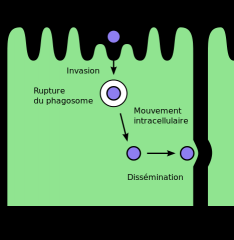 Toxin and Mechanism:
invades intestinal mucosa and causes necrosis and inflammation

Presentation:
Invasive, dysentery. Clinical manifestation similar to Shigella (bloody diarrhea)