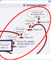 activation due to contact with broken endothelium layer. factor xii --> factor x