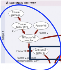 activation due to detection of tissue damage. tissue factor--> factor vii --> factor x