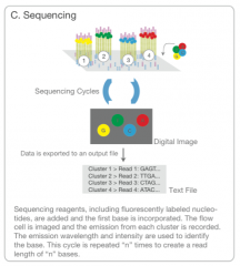 3. Sequencing 
- detection of single bases as they are incorporated into DNA template strands
- dNTPs are added to the nucleic acid chain by DNA polymerase during DNA synthesis cycles
(Check HMG textbook for description)




Illumina Sequencing by...