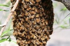 (n) swarm (of bees, of bats, of misfortunes)