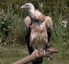 (n) vulture