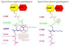 Negative:
D-isoGlu
mDAP

Positive:
D-isoGln
L-Lys