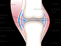 surrounding the femoral condyles and tibial plateaus and blending with the medial and lateral collateral ligaments
