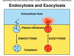 Exocytosis -
