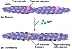 thin myofilaments


contains 2 specific proteins


**Troponin


**Tropomysin
