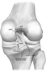 PM: Posteromedial - taut in extension


AL: Anterolateral - taut in flexion