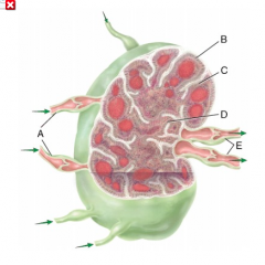 What type of cell is located in area B in the figure?
