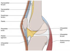 between the femur and the quadriceps tendon