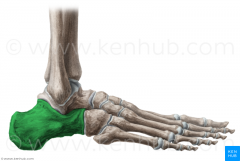 calcaneus & the first to ossify