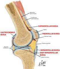 deep to the attachment of the tendon of the medial gastrocnemius