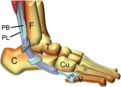 avulsion of the tuberosity of the fifth metatarsal into which the peroneus brevis tendon inserts