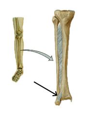syndesmosis joint