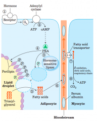 When low levels of glucose in the blood trigger the release of glucagon


1 the hormone binds its receptor in the adipocyte membrane 


2 stimulates adenylyl cyclase, via a G protein, to produce cAMP. Thisactivates PKA, which phosphorylates 


3 t...