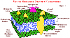 What is the job of Plasma membrane?