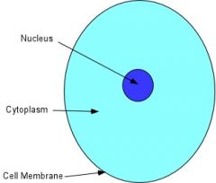 What is the job of Cytoplasm?