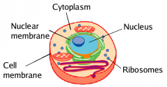 What is the job of the Ribosome?
