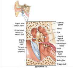 Outer of the ear ossicles (hammer)