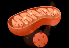 What is the job of the Mitochondria?