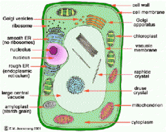 What is the job of the Chloroplast?