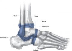 The tibia, fibula, calcaneus, and navicular bones