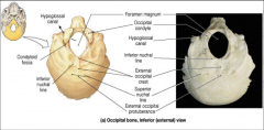 Area of articulation between cranium and
1st
cervical vert.      