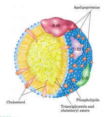 The surface is alayer of phospholipids, with head groups facing the aqueous phase.Triacylglycerols sequestered in the interior (yellow) make up more than80% of the mass. 


Several apolipoproteins that protrude from the surface(B-48, C-III, C-II) ...