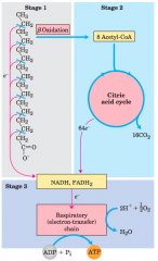 Stage 1: A long-chain fattyacid is oxidized to yield acetyl residues in the form of acetyl-CoA. Thisprocess is called beta oxidation. 


Stage 2: The acetyl groups are oxidizedto CO2 via the citric acid cycle. 


Stage 3: Electrons derived from th...