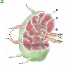 What types of cells are located in area C in the figure?