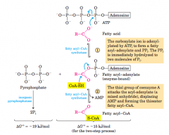 The conversion is catalyzed by fatty acyl–CoA synthetaseand inorganic pyrophosphatase. Fatty acid activation by formation ofthe fatty acyl–CoA derivative occurs in two steps. The overall reactionis highly exergonic