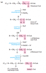 In each pass through thisfour-step sequence, one acetyl residue (shaded in pink) is removed inthe form of acetyl-CoA from the carboxyl end of the fatty acyl chain—in this example palmitate (C16), which enters as palmitoyl-CoA